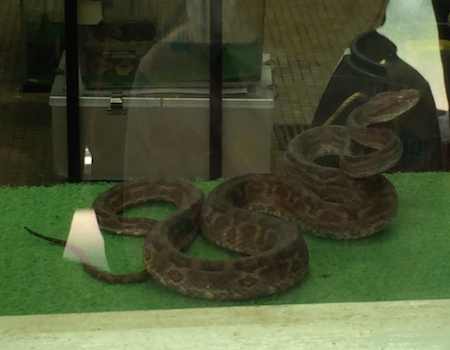 ジャパンスネークセンター By 財 日本蛇族学術研究所 見学編 幸せを探しだすこぶた