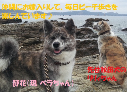 秋田犬のお預かりをしていただけませんか？_f0121712_1465262.jpg