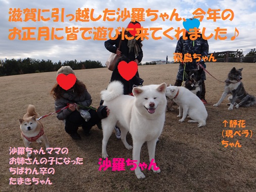 秋田犬のお預かりをしていただけませんか？_f0121712_7551984.jpg