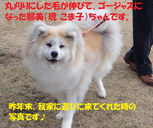 秋田犬のお預かりをしていただけませんか？_f0121712_7562632.jpg