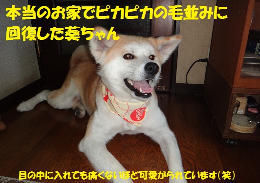 秋田犬のお預かりをしていただけませんか？_f0121712_810476.jpg