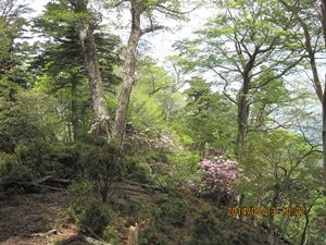 八丁越～メンノツラ谷～池之原～祖母山～メンノツラ谷～八丁越え_f0193521_13393519.jpg