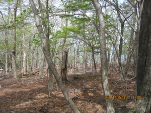 八丁越～メンノツラ谷～池之原～祖母山～メンノツラ谷～八丁越え_f0193521_1350214.jpg