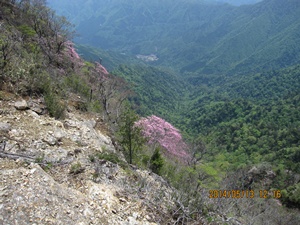 八丁越～メンノツラ谷～池之原～祖母山～メンノツラ谷～八丁越え_f0193521_1464923.jpg