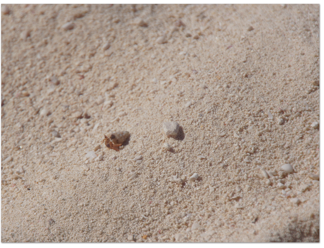 東カリブ海クルーズ(11) プライベートアイランド_d0210324_704374.jpg