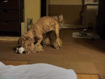 f0326925_22105851.gif