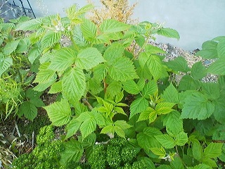a0272241_204452.jpg