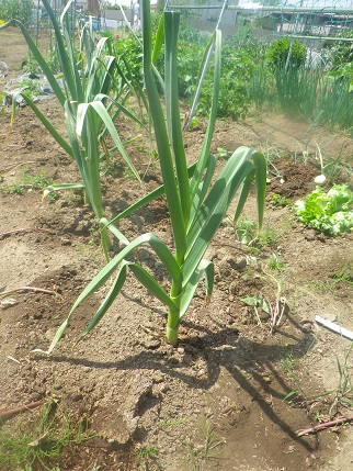 野菜状況_a0139242_5401577.jpg