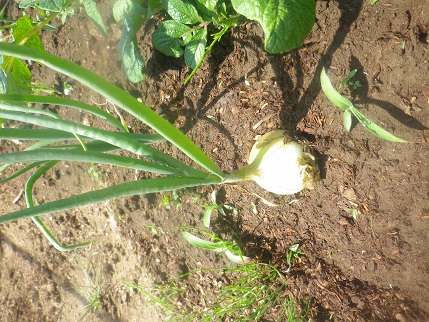 野菜状況_a0139242_5411971.jpg