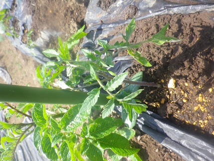 野菜状況_a0139242_5423384.jpg