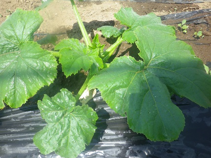 野菜状況_a0139242_543731.jpg