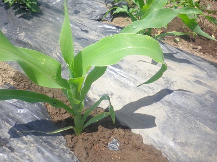 野菜状況_a0139242_5455711.jpg