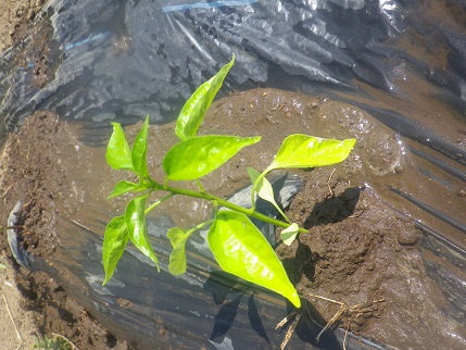 野菜状況_a0139242_5471468.jpg