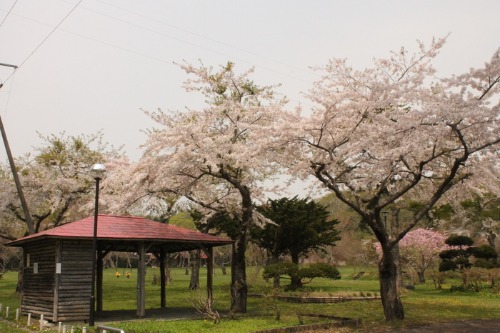 これから長万部公園が熱くなる。_d0164343_15251277.jpg