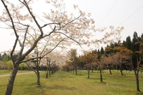 これから長万部公園が熱くなる。_d0164343_15252571.jpg