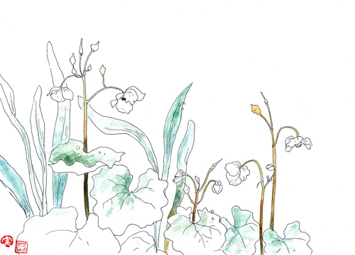 植物スケッチ〜シラユキゲシ_d0101846_731413.jpg