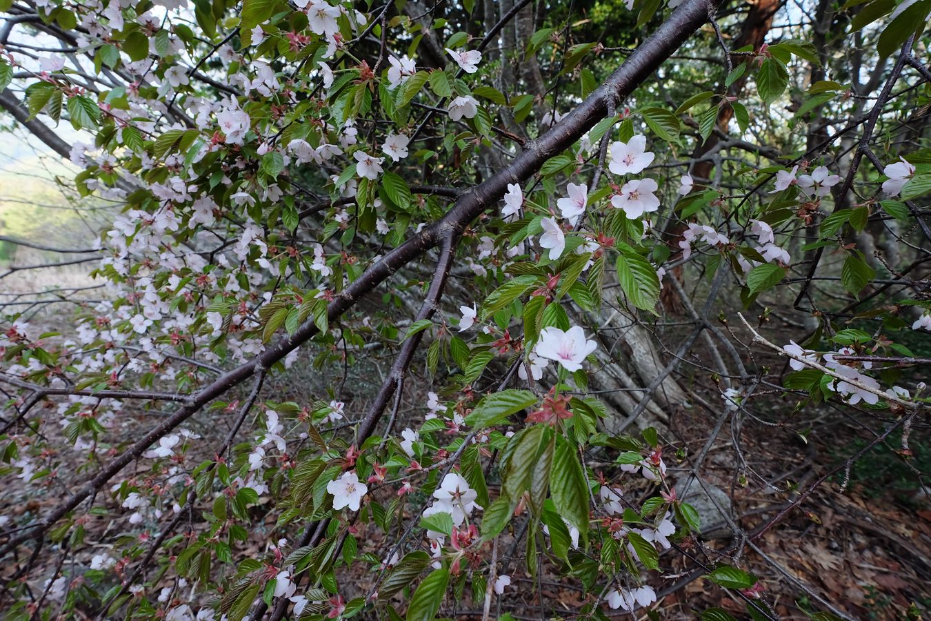 a0317247_61085.jpg