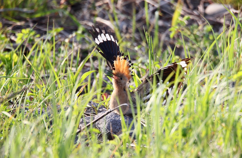 遠方の鳥撮り～④　ヤツガシラ・・確認程度で・・_f0238447_199276.jpg