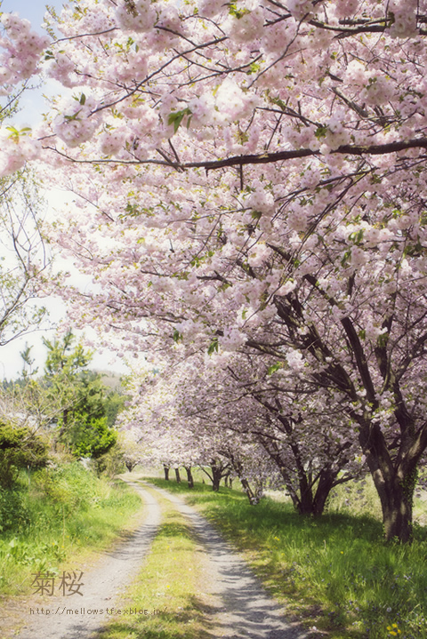 金沢・能登旅行 GW 2014 菊桜_d0124248_2059342.jpg