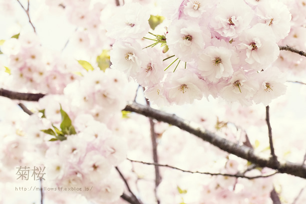 金沢・能登旅行 GW 2014 菊桜_d0124248_2101236.jpg