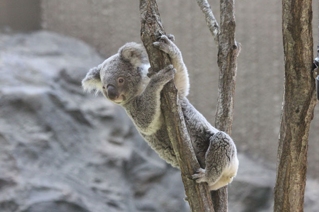 金沢動物園のコアラたち_e0294253_23494966.jpg