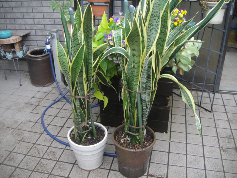 c0108460_22133680.jpg