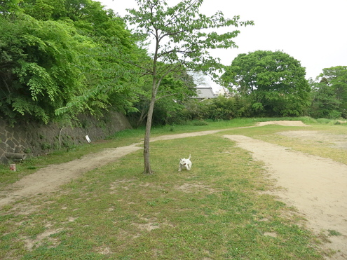 来年の場所取り_c0260460_17275658.jpg