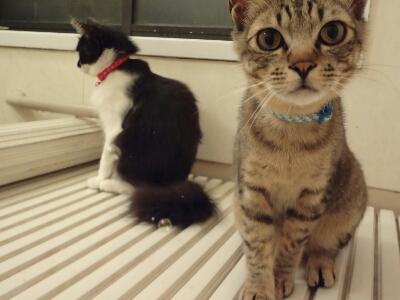 ぽこぽこにゃん 黒猫 はるとなつ ぽこぽこにゃん 黒猫 はるとなつ