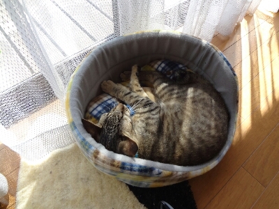 ぽこぽこにゃん 黒猫 はるとなつ ぽこぽこにゃん 黒猫 はるとなつ