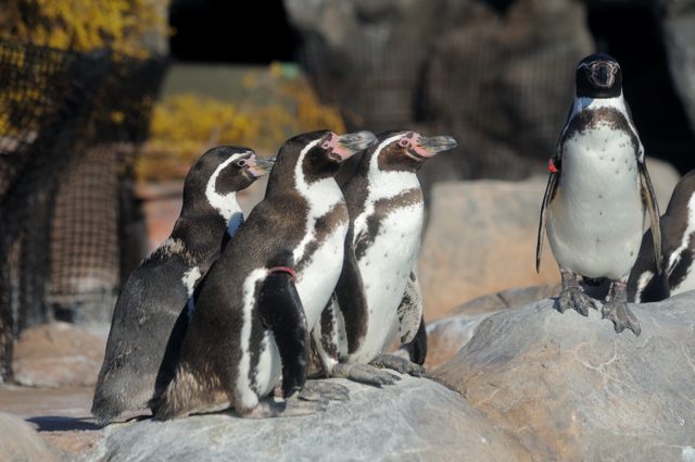 ペンギンの大地 どきどきストリート 蜜蜂的写真日記 ペンギンの大地 どきどきストリート 蜜蜂的写真日記
