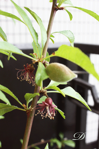 d0110462_10224185.gif