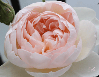 d0110462_10262971.gif