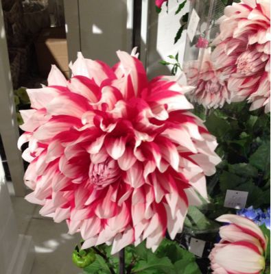 赤白ダリア ジャカランダの花を追いかけて