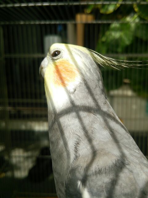 オカメインコのコゴシ師匠に学ぶ_d0244370_15040264.jpeg