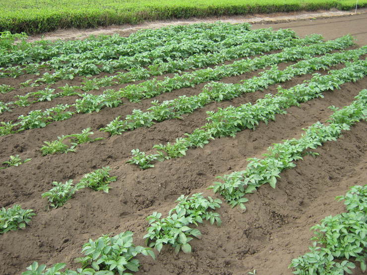 ジャガイモ土寄せ 野菜tukuri