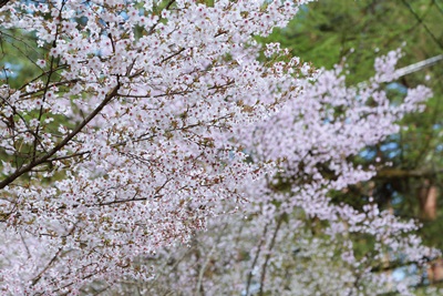 a0122785_1145494.jpg