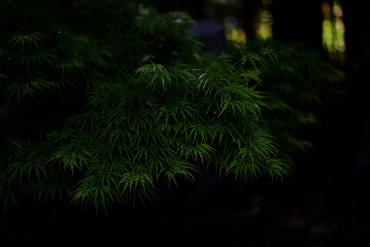 a0141586_7331459.jpg