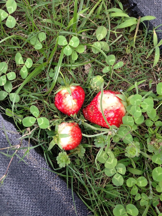 畑 5月14日までの作業 イチゴを鳥と虫から守る方法 小さな畑と猫のしっぽ 菜園編 畑 5月14日までの作業 イチゴを鳥と虫から守る方法 小さな畑と猫のしっぽ 菜園編
