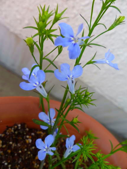 夏が来る前の園芸_a0157892_1265797.jpg