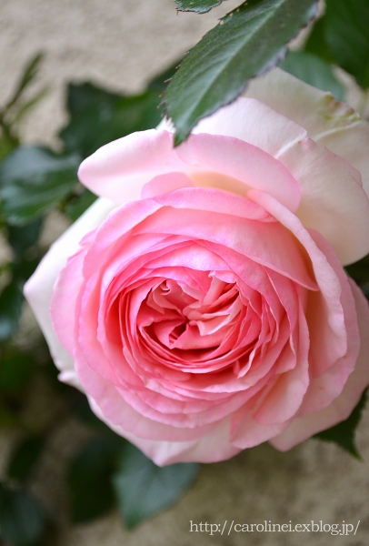 薔薇が咲き出しました　Roses of my garden has begun to bloom_d0025294_21202569.jpg