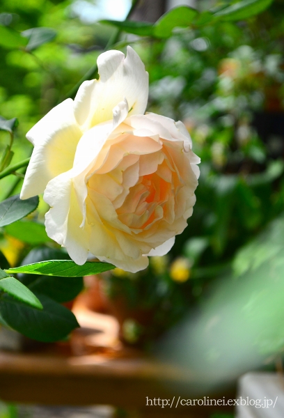 薔薇が咲き出しました　Roses of my garden has begun to bloom_d0025294_21213130.jpg