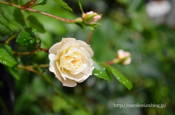 薔薇が咲き出しました　Roses of my garden has begun to bloom_d0025294_21215467.jpg