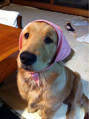 バンダナ作り ゴールデンレトリバー ルナの日記