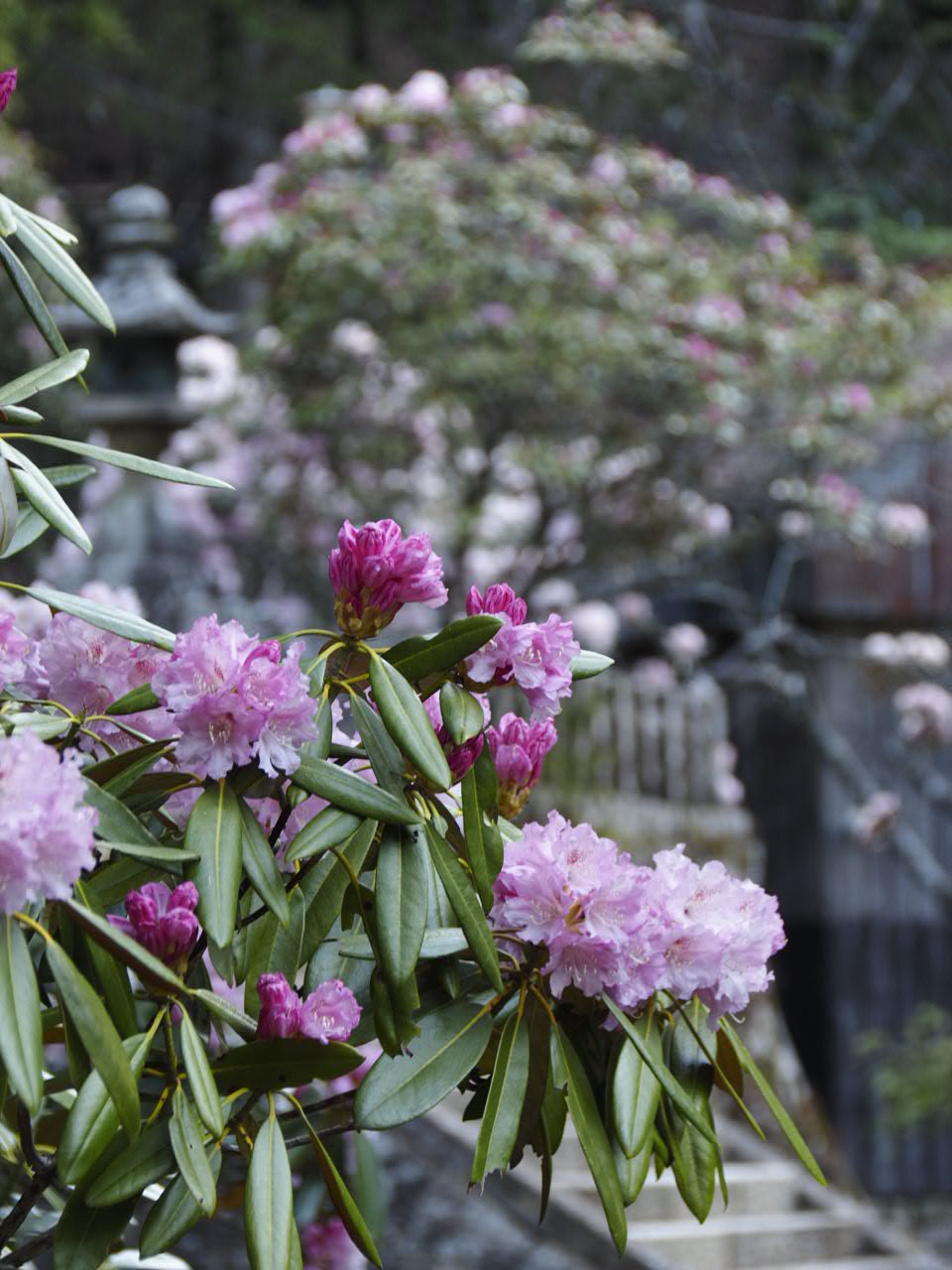 玉置神社_d0020300_2046865.jpg