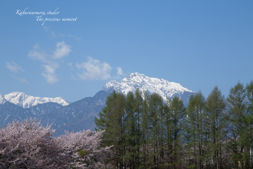 春の蕪フィールド_c0137403_1524177.jpg