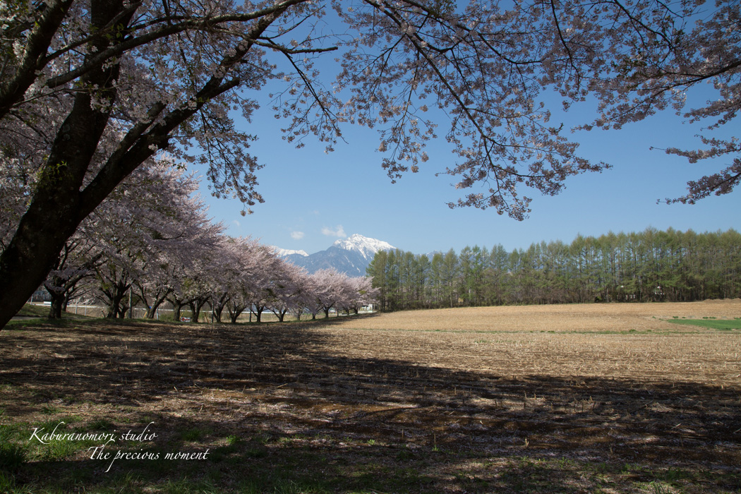 春の蕪フィールド_c0137403_1532647.jpg