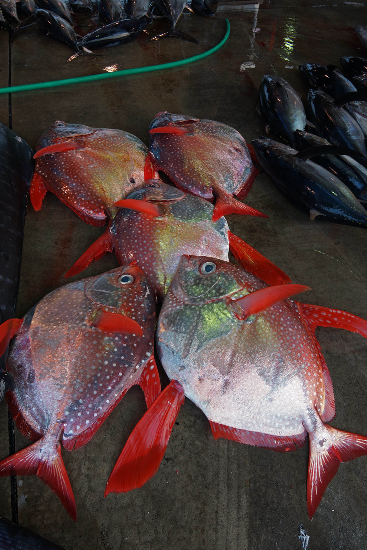 カラフルな魚 Kazuの視点 カラフルな魚 Kazuの視点