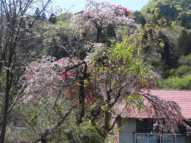 a0127015_6244893.jpg