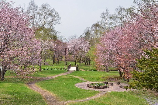 2014年5月15日（木）：次々開花［中標津町郷土館]_e0062415_2105679.jpg