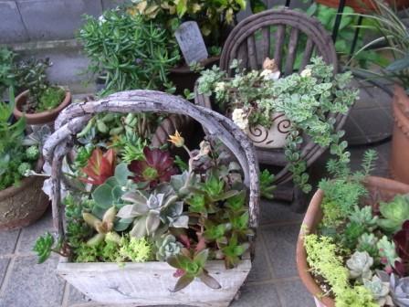 多肉植物植え替え 気まぐれ雑草日記 多肉植物植え替え 気まぐれ雑草日記